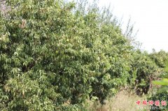 <b>重庆巫山曲尺果农积极抗旱保柑橘夺丰收</b>