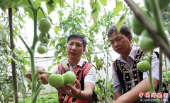 <b>云南澜沧：抓科技推广促产业增收</b>