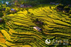 重庆綦江：秋染稻田披“金装”