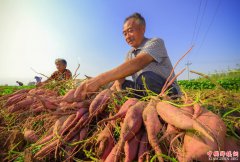 河北磁县：小薯苗撑起脱贫致富大产业