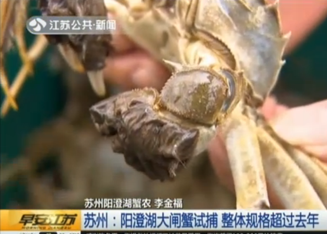 苏州：阳澄湖大闸蟹试捕 整体规格超过去年