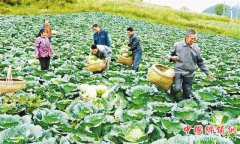 高山蔬菜富农家
