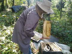 万盛：贫困户罗祥鱼的“变身记”