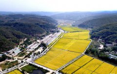 <b>金稻飘香南泥湾</b>