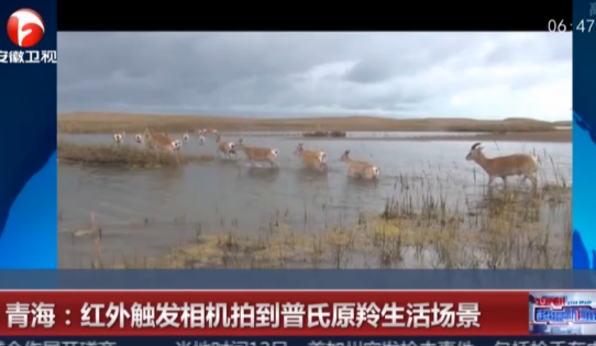 青海：红外触发相机拍到普氏原羚生活场景