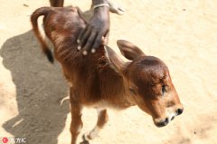 <b>印度村庄诞下神奇双头牛 拥有3只眼睛2鼻子</b>