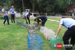 安岳男子偷运66只麻雀用于诱捕猫 遭罚近4万