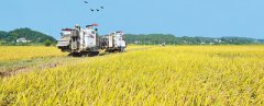 湖南长沙县：十里稻花香 千年农业新