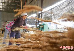 <b>河北玉田县：芦苇编织产销忙</b>