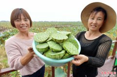 <b>江西南昌：荷塘套养迎丰收</b>