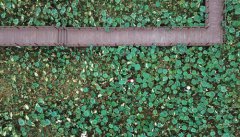 荷塘套养迎丰收