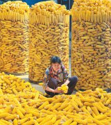 <b>山东沂源农民“晒秋”成为一道美丽风景</b>