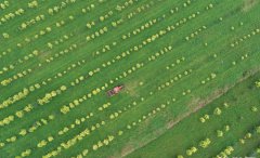 <b>花生“订单种植”助农家致富</b>