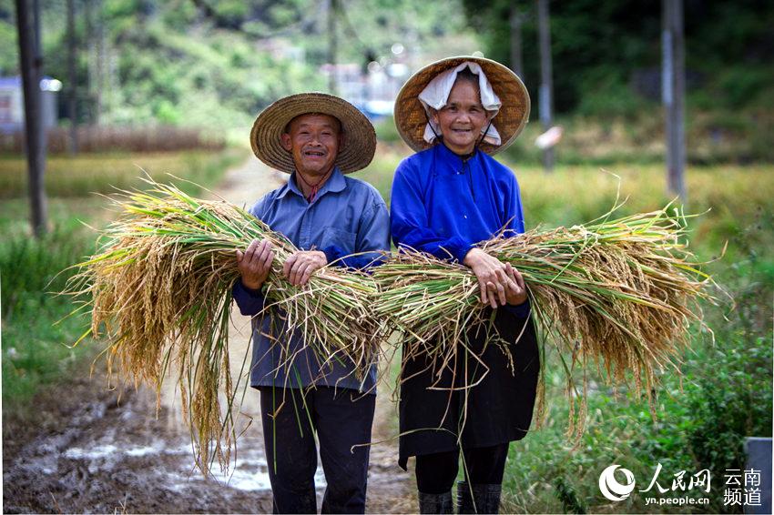 云南八宝贡米迎来丰收季 人民网 薛丹 摄