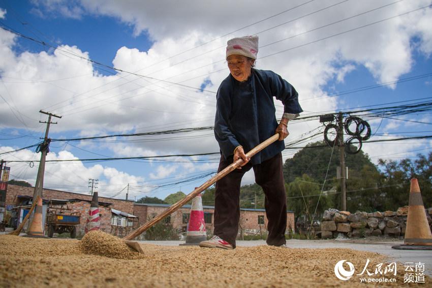 晾谷 人民网 薛丹 摄
