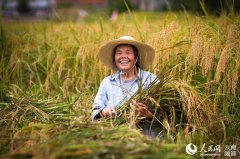 <b>云南：八宝贡米迎来丰收季</b>