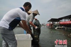 <b>太湖大闸蟹开捕 明年起湖内再无养殖蟹</b>