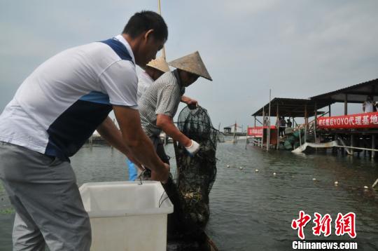 太湖大闸蟹开捕明年起湖内再无养殖蟹