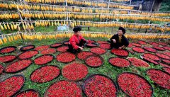 <b>喜迎丰收节</b>