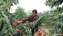 <b>河北滦南：无公害果蔬产业促增收</b>