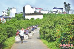 <b>彭山：发展休闲体验农业 农民口袋鼓起来</b>