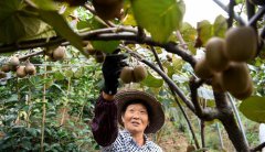 <b>“猕猴桃经济”助增收</b>