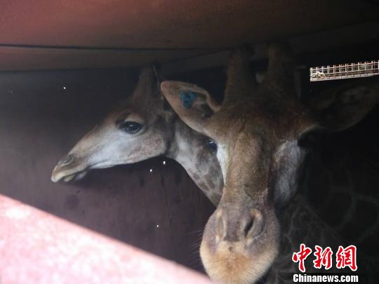 图为长颈鹿在集装箱里。　王成杰 摄