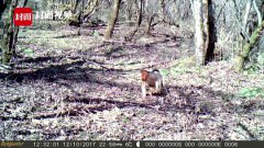 四川什邡首次拍摄到川金丝猴视频 一群100多只