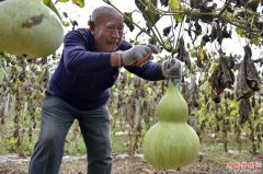 山西安泽：葫芦种植促增收