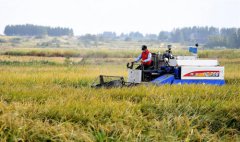 金秋时节忙稻收