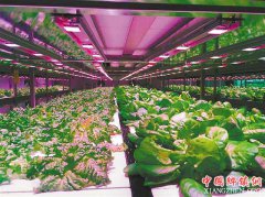 <b>新鲜蔬菜工厂“造”</b>