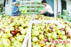 <b>宿迁泗洪：返乡创业“枣”致富</b>