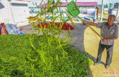 <b>河北饶阳：辣椒飘香富民路</b>