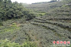 贵州修文：走精品猕猴桃之路 振兴发展中国本土果业