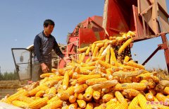 “渤海粮仓”秋收忙