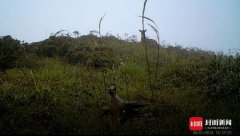 四川白水河保护区内首次被拍到三种珍稀野生动物同框