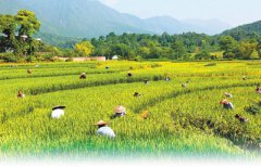 <b>秋日 迎来丰收季</b>