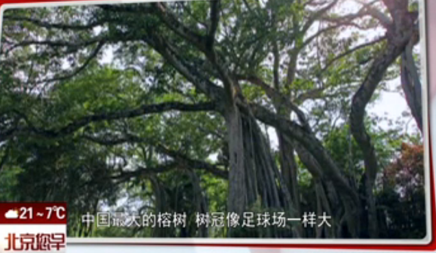 中国最大的榕树 树冠像足球场一样大