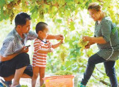 <b>吐鲁番的葡萄熟了（影像故事）</b>