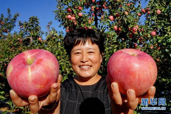 （经济）（2）果树满坡富农家