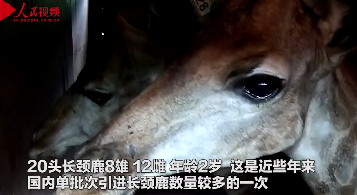 <b>20头南非长颈鹿安家重庆 景区送上“户口簿”</b>