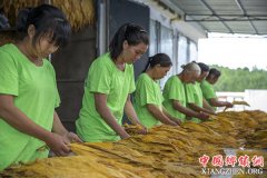 <b>山里飘来“渝金香”——重庆烟叶产业挖掘品牌潜力助农增收</b>