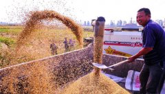 山东：寒露时节农事忙