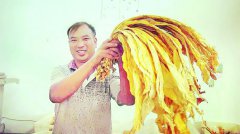 金叶子鼓起桐梓烟农钱袋子