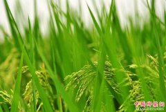 <b>泸县国家级杂交水稻种子生产基地进入保护名单</b>