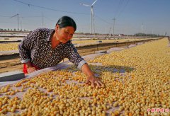 河北昌黎：可持续扇贝养殖助环保渔业双赢