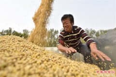 <b>山东聊城：家庭农场托管大豆收获忙</b>