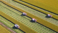 山东郯城：“股份水稻”喜丰收