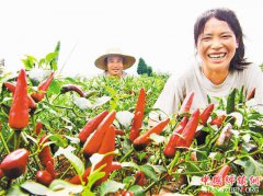 石柱辣椒为什么这样红？