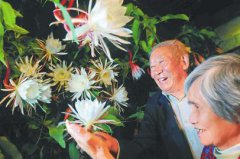 <b>成都八旬老夫妻种出“昙花树” 午夜香醒梦中人</b>